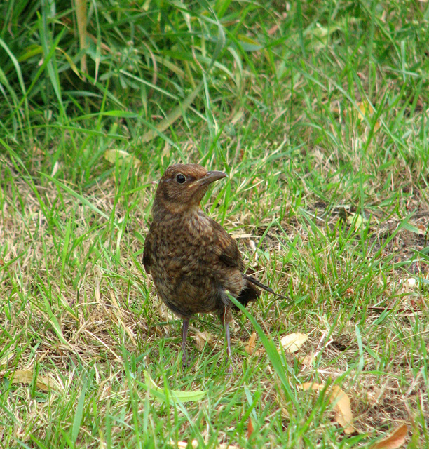 Young blackbird in St Mary's churchyard, Bungay
