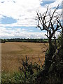 Fields near Dinas Powys