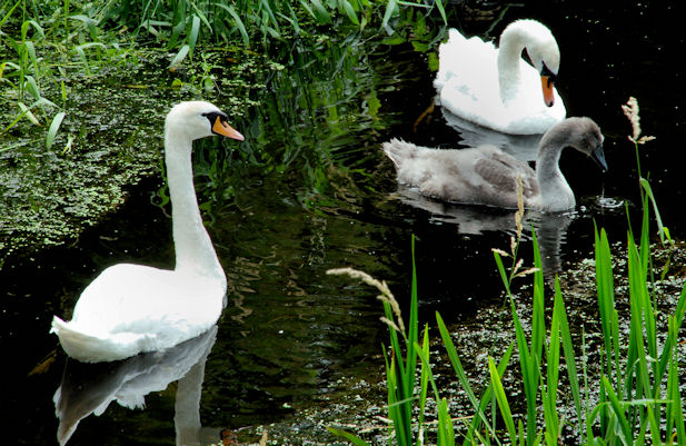 Swans, Lambeg