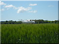 Boat on Barley at Baldoon