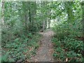 Footpath into the Woods at Oulton