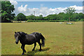 Attentive black pony