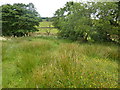 Sedges, grasses and flowers by a footbridge