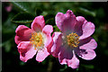SK6643 : Hedgerow rose by David Lally