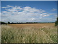 Wheat Field at Ratling Court Farm