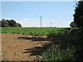 Cropfield at Ratling