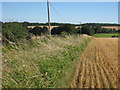 Edge of harvested wheat field