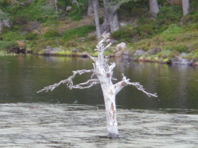 Ghost-like tree in the lochan near to Rothiemurchus Lodge