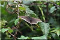 Aphantopus hyperantus, Ringlet on the Hedgerow on Sandy Lane