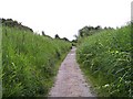 Reed beds encroach on the path through Sankey Valley