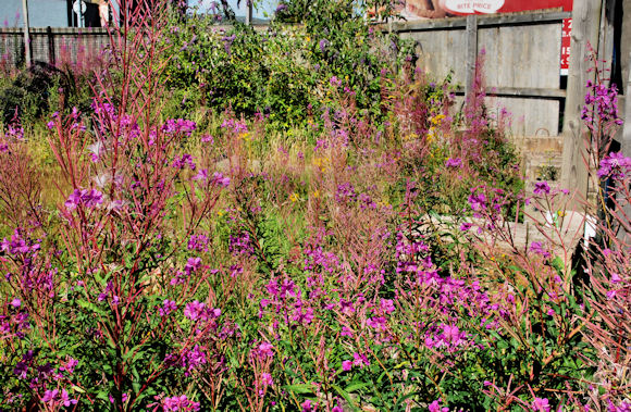 Wildflowers (or weeds), Belfast
