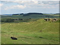 NY7868 : The Vallum south of Cuddy's Crags by Mike Quinn