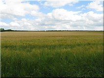 NT4768 : Barley field by Strawberry Wood by M J Richardson