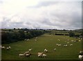 Sheep in a field alongside the Newry Road