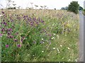 Roadside flowers