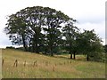 Craigend Hill Trees