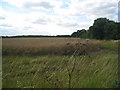 Field alongside the A17