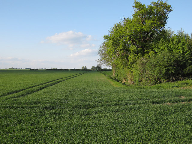 Wheat field off Harcamlow Way