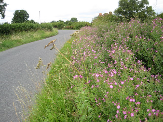 Roadside wildflowers, Littleton © Philip Halling :: Geograph Britain ...