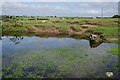 Pond on the Edge of Lady Down