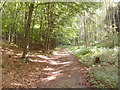 Track in Knapton Wood