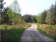 NX8555 : Track leading into Mark Hill forest by Ann Cook