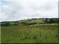 Sheep may safely graze