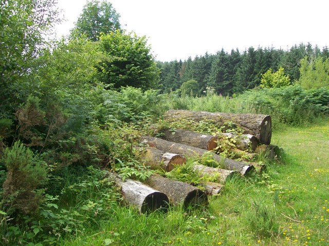 Felled timber never collected