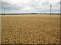 Wheat field near Bickmarsh Lodge