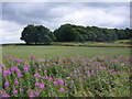 Field and woodland by Northedge Lane