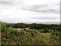 Pastureland and woodland  around Tullybrannigan Road