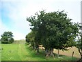 Old crabapple tree above Corn y Fan