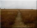 Footpath to Southenay Farm