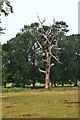 Blasted Oak, Westoning