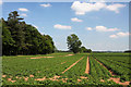 Potato field by the A142