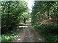 Track through Park Wood