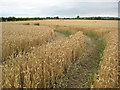 Wheat field near Pebworth