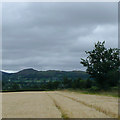 SO2593 : Barley field near Churchstoke, Shropshire by Roger  D Kidd