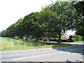 Trees along Sholden New Road