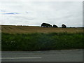 SM8931 : Rows of Straw in a field by Martyn Harries