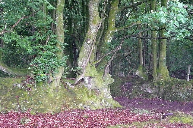Ancient hedge on Wootton Common