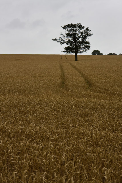 Wheat Field Near Botany Bay