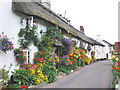 Floral display, near Branscombe