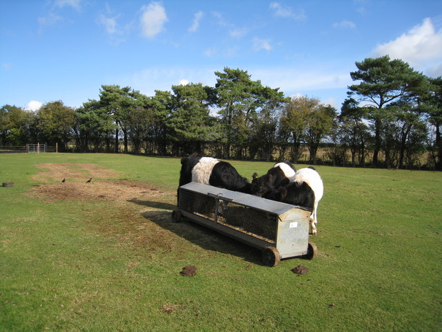 Some cattle \u00a9 Mr Ignavy :: Geograph Britain and Ireland