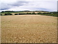 Crops near Barley Hall Cottage