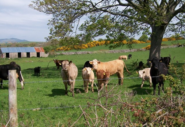 Cattle near the junction with Ballybannon Road