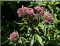 Hemp Agrimony near Forder