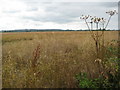 Ripe oil seed rape