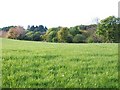 View north across grassland to the wooded Shimna valley