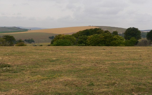 Field bordered with trees on the slopes of  Blackpatch Hill